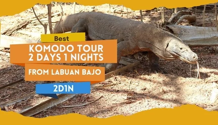 Best Komodo Tour 2 Days 1 Night Labuan Bajo