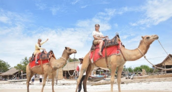 Best Bali Camel Ride Tour 30 Minutes