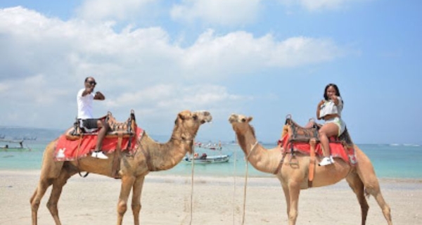 Best Bali Camel Ride Tour 30 Minutes